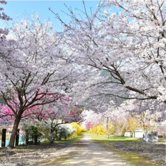 初めての着物選び:失敗しないポイント